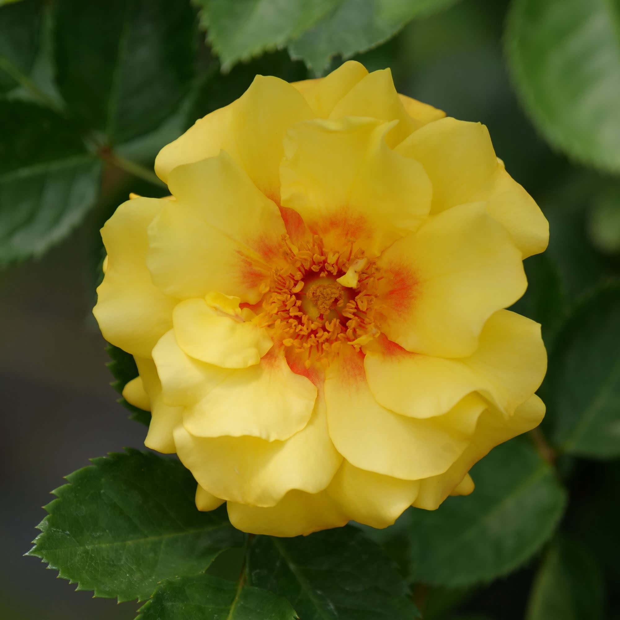 Proven Winners ColorChoice 5" Multicolor Rise Up Ringo Rose Live Plant in 4.5" Pot (4 Count)
