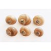 Set of 6 Select Whales Eye Moon Shells Seashells (1.5-2"/ 1 1/8" opening) Beach Crafts Hermit Crab