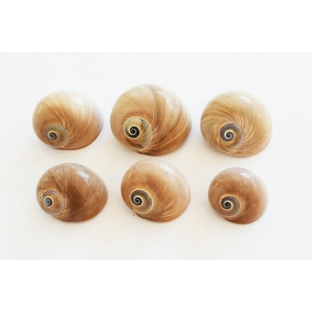 Set of 6 Select Whales Eye Moon Shells Seashells (1.5-2"/ 1 1/8" opening) Beach Crafts Hermit Crab
