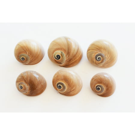 Set of 6 Select Whales Eye Moon Shells Seashells (1.5-2