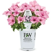 Proven Winners 1.56PT Petunia Sprtna Bblgmpk