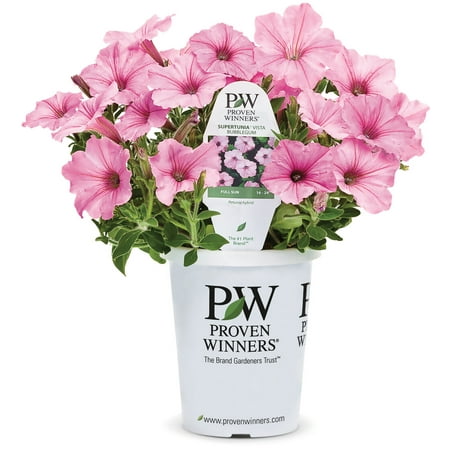 Proven Winners 1.56PT Petunia Sprtna Bblgmpk