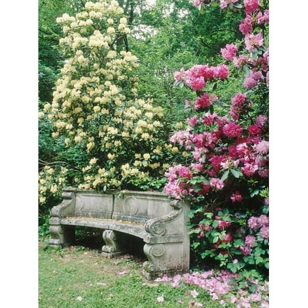 - Curved Stone Bench & Rhododendron Hybrid Pink Pearl