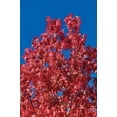 thumbnail image 2 of Peterson, Lee 23x32 Black Ornate Wood Framed with Double Matting Museum Art Print Titled - Fall Leaves IV, 2 of 4