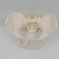 thumbnail image 4 of 1:1 Female Pelvis Model,Life Size Female Pelvic Skeleton Model, Anatomy Model for Science Education, 4 of 5