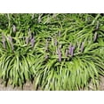 thumbnail image 3 of Classy Groundcovers, Lily Turf  'John Burch', Lilyturf, Border Grass, Monkey Grass (25 Pots, 3 1/2 inch square), 3 of 8