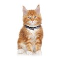 thumbnail image 4 of Pet Collar Lovely Adjustable Rhinestone Lace Pet Necklace Collar for Small Dogs, 4 of 10