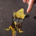 thumbnail image 4 of Bearded Dragon Leash with Harness Reptiles Traction Rope Outdoor Walking Training Harness Leash for Reptiles Guinea Pig Lizards, 4 of 8