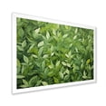 thumbnail image 2 of Designart "Oregano Hues of Herbs IV" Floral Framed Wall Art Decor - Traditional Green Herbs Entryway Framed Wall Art Print, 2 of 6