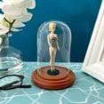 thumbnail image 3 of Plymor 3" x 5" Glass Display Dome Cloche (Walnut MDF Base), 3 of 3