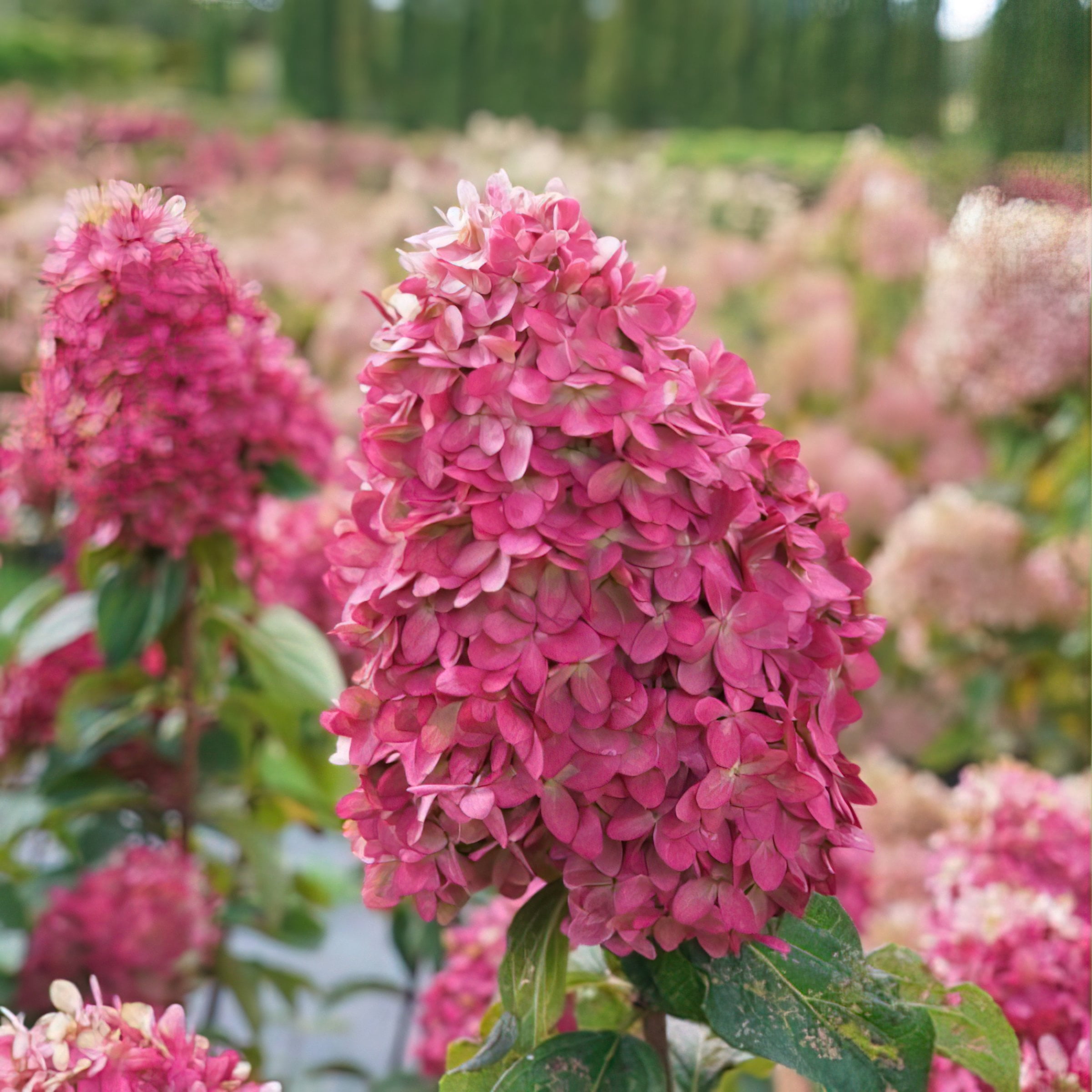 National Plant Network 2 gal Live Tree Hydrangea 'Limelight'