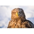 thumbnail image 2 of Goff, Ellen 18x13 Gold Ornate Wood Framed with Double Matting Museum Art Print Titled - Japan-Hokkaido-Rausu-white-tailed eagle-Haliaeetus albicilla Headshot of a white-tailed eagle, 2 of 4