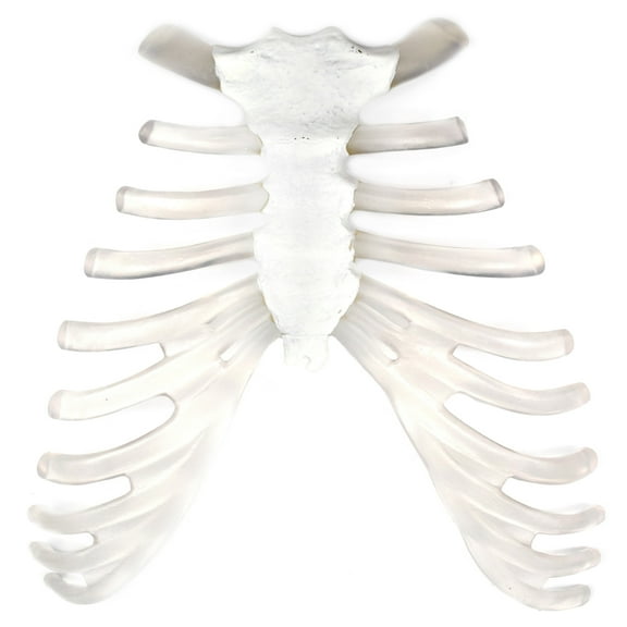 Sternum Bone and Cartilage Model - Anatomically Accurate Human Bone and Cartilage Replica - Eisco