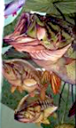 Thermometer Hanging Metal ~ 22 Gauge Metal Lithograph Print Measures 5" x 17" Indoors or Outdoors {Guy Harvey Fish}