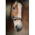 thumbnail image 3 of Gango Home Decor Country-Rustic Blaze & Old Gray Mare; Two 12x18in Art Prints in Brown Frames, 3 of 6