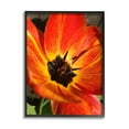 thumbnail image 2 of Stupell Industries Bold Red Poppy Flower Blossom Petals Photograph Gray Framed Art Print Wall Art, Design by Heidi Bannon, 2 of 5