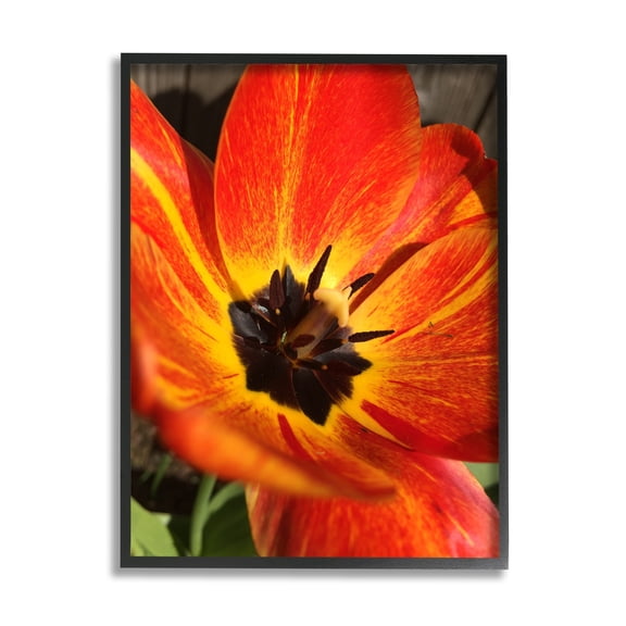 Stupell Industries Bold Red Poppy Flower Blossom Petals Photograph Black Framed Art Print Wall Art, Design by Heidi Bannon