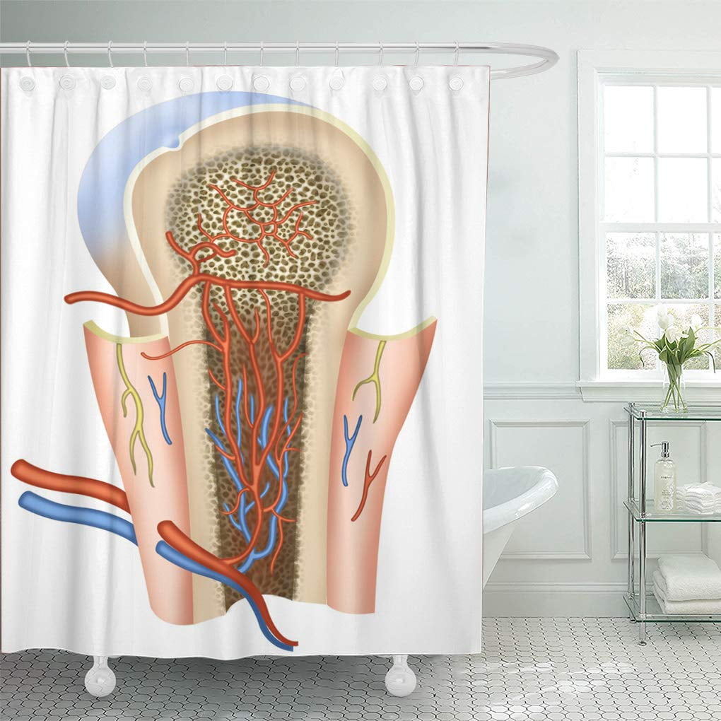 Yusdecor Red Adipose Schematic Of The, Inside Shower Curtain