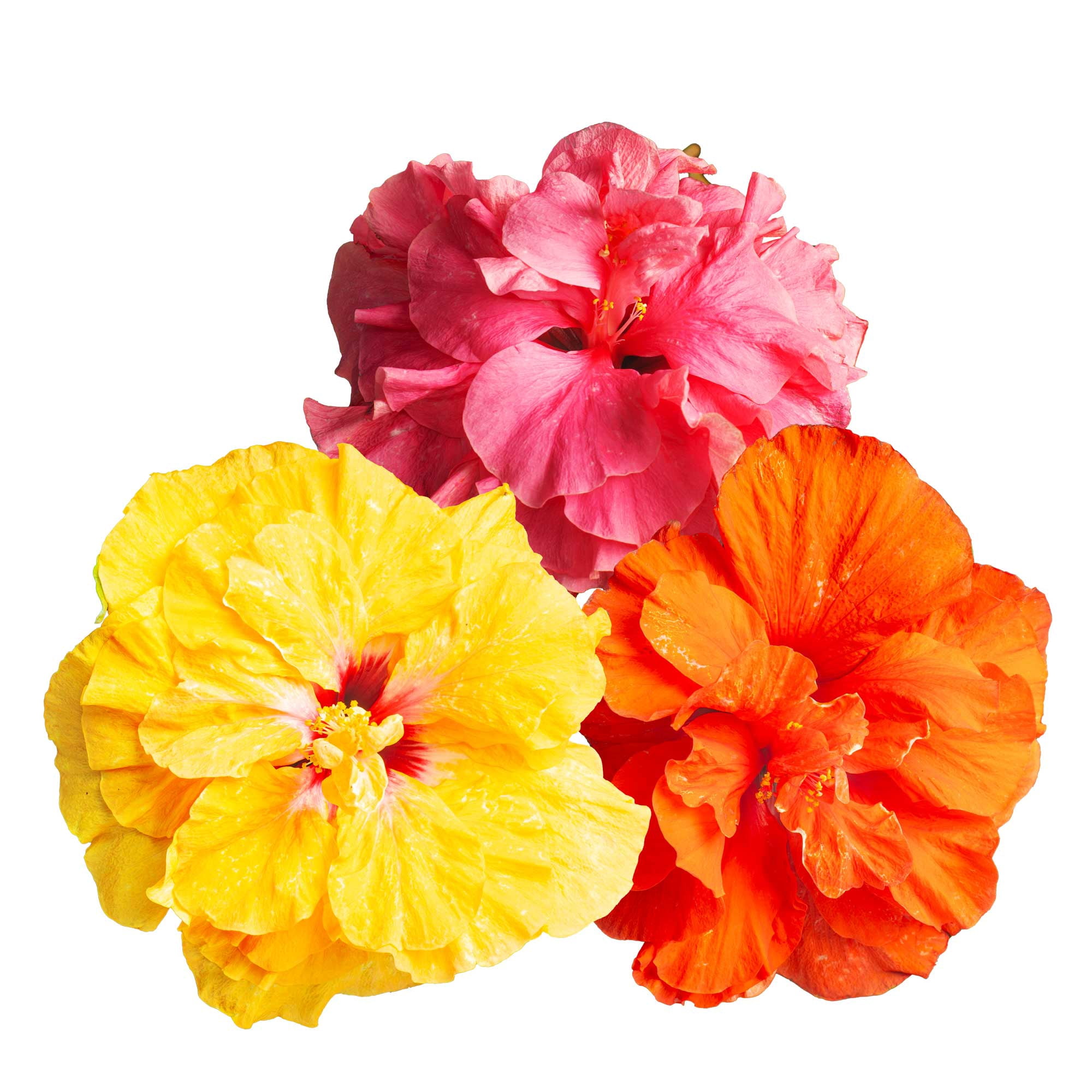 BloomSelect 18" Hibiscus Adonicus Live Outdoor Plant in 3QT Decor Pot (Orange, Yellow, Pink)