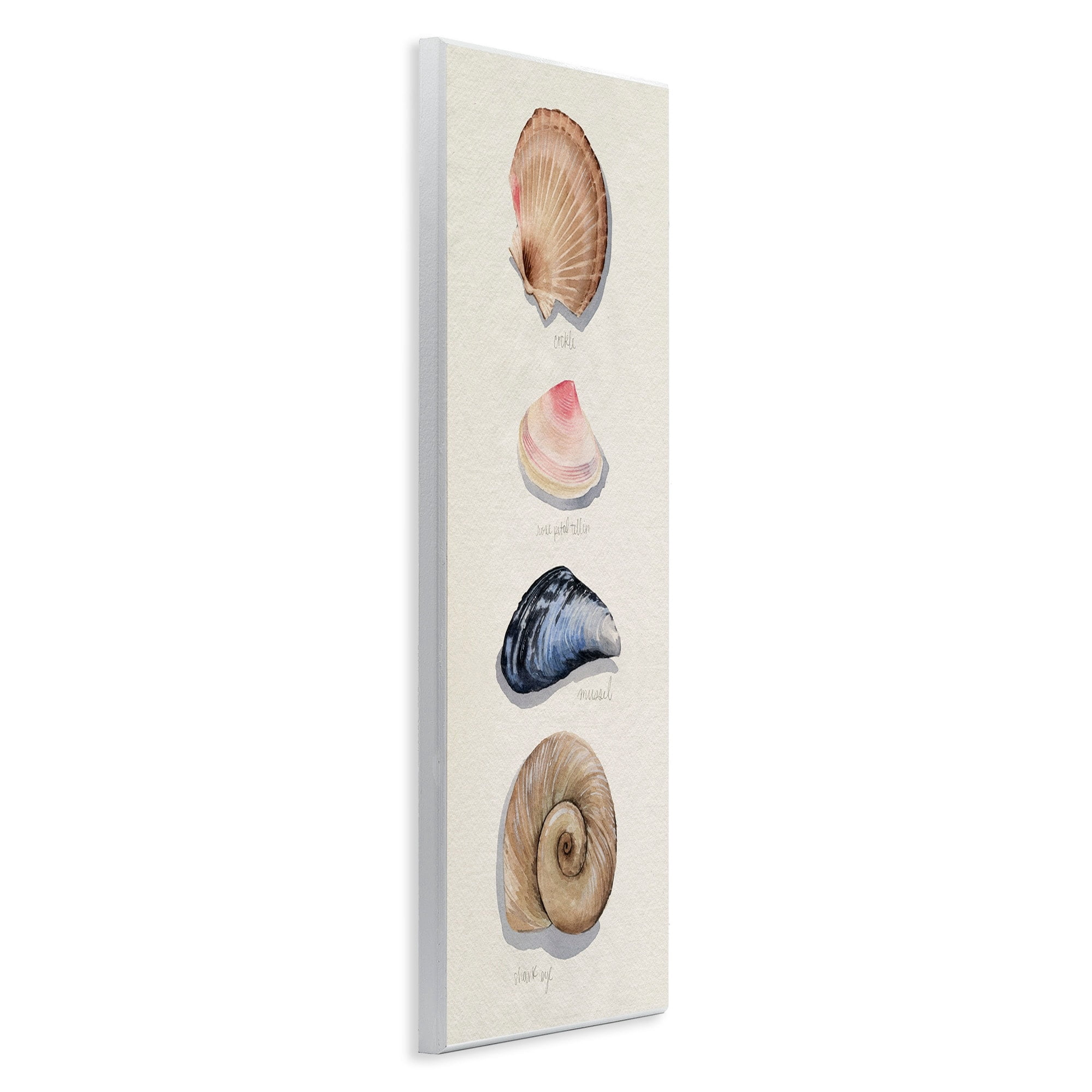Stupell Industries Nautical Sea Shells over Soft Beige Sand,7 x 17,Designed by Grace Popp