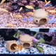 thumbnail image 3 of 2 casas de cerámica para peces, escondite para peces, cueva para peces, decoración para acuario, 3 of 8