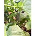 thumbnail image 4 of Pepino por kilo, 4 of 5