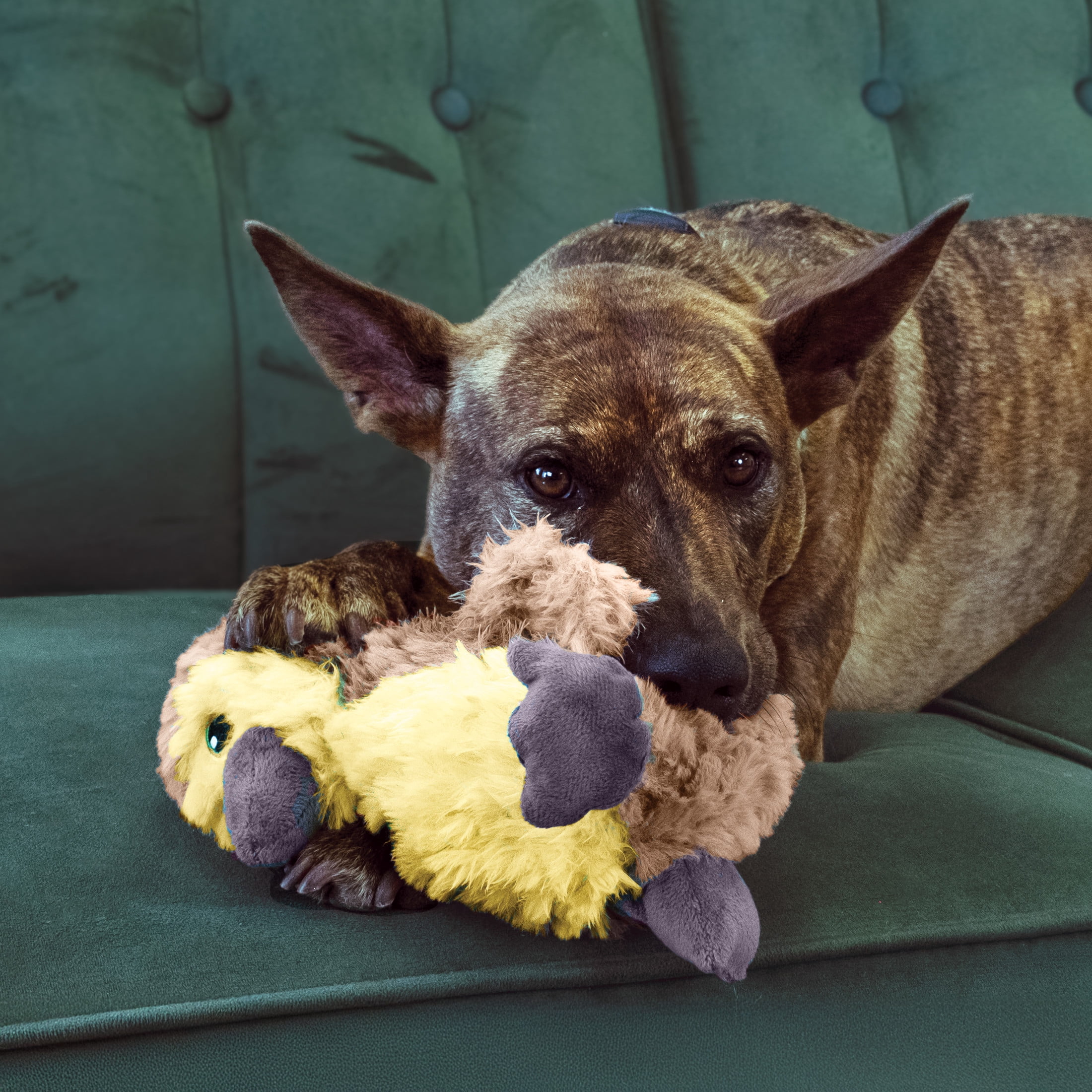 KONG® Comfort Tykes Fluffy Dog Toy, Removable Squeaker, Gosling, Small