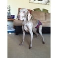 thumbnail image 5 of Barkertime Stripes on Black Washable Dog Diaper - Made in USA, 5 of 10