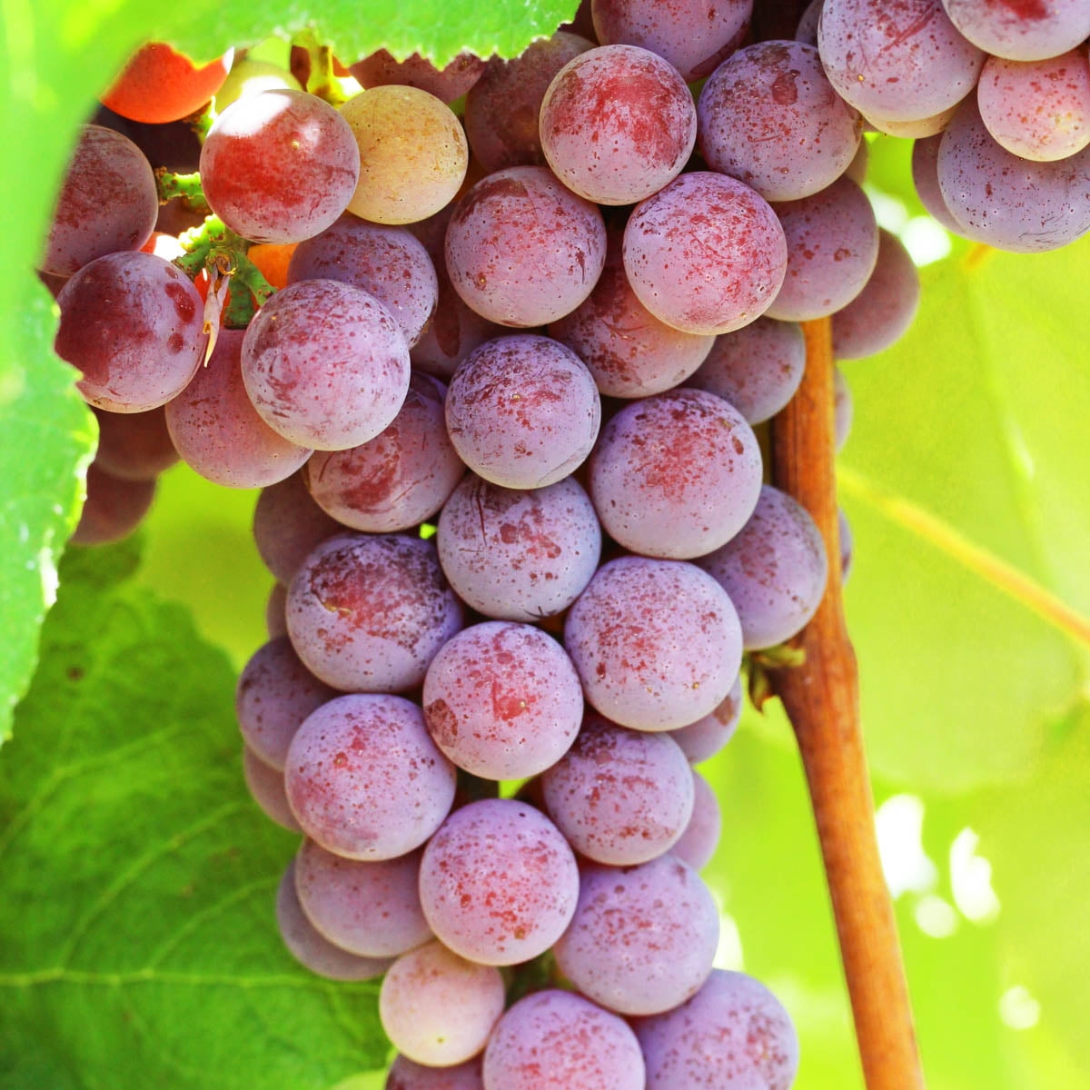 Catawba Grape Vine, Deciduous Fruit Bearing Plant, grown in a 1.50