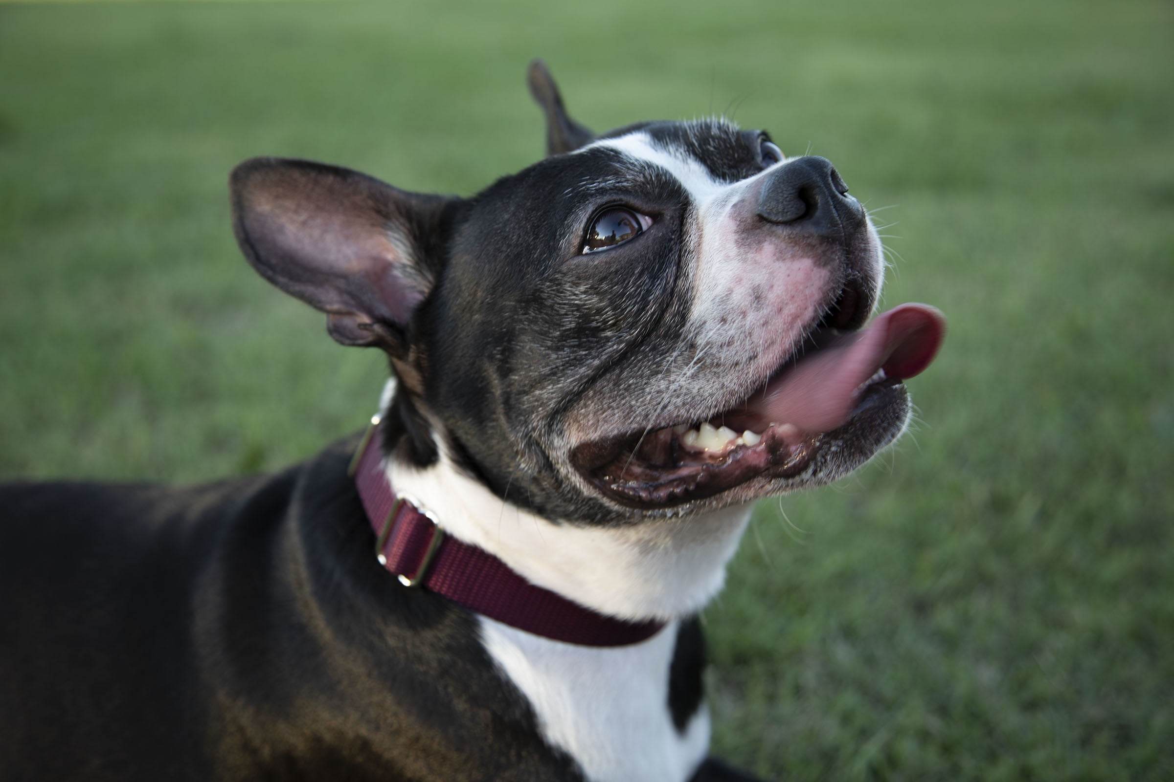 Country Brook Petz® Martingale Nylon Dog Collar & Double Handle Leash - Burgundy - Small