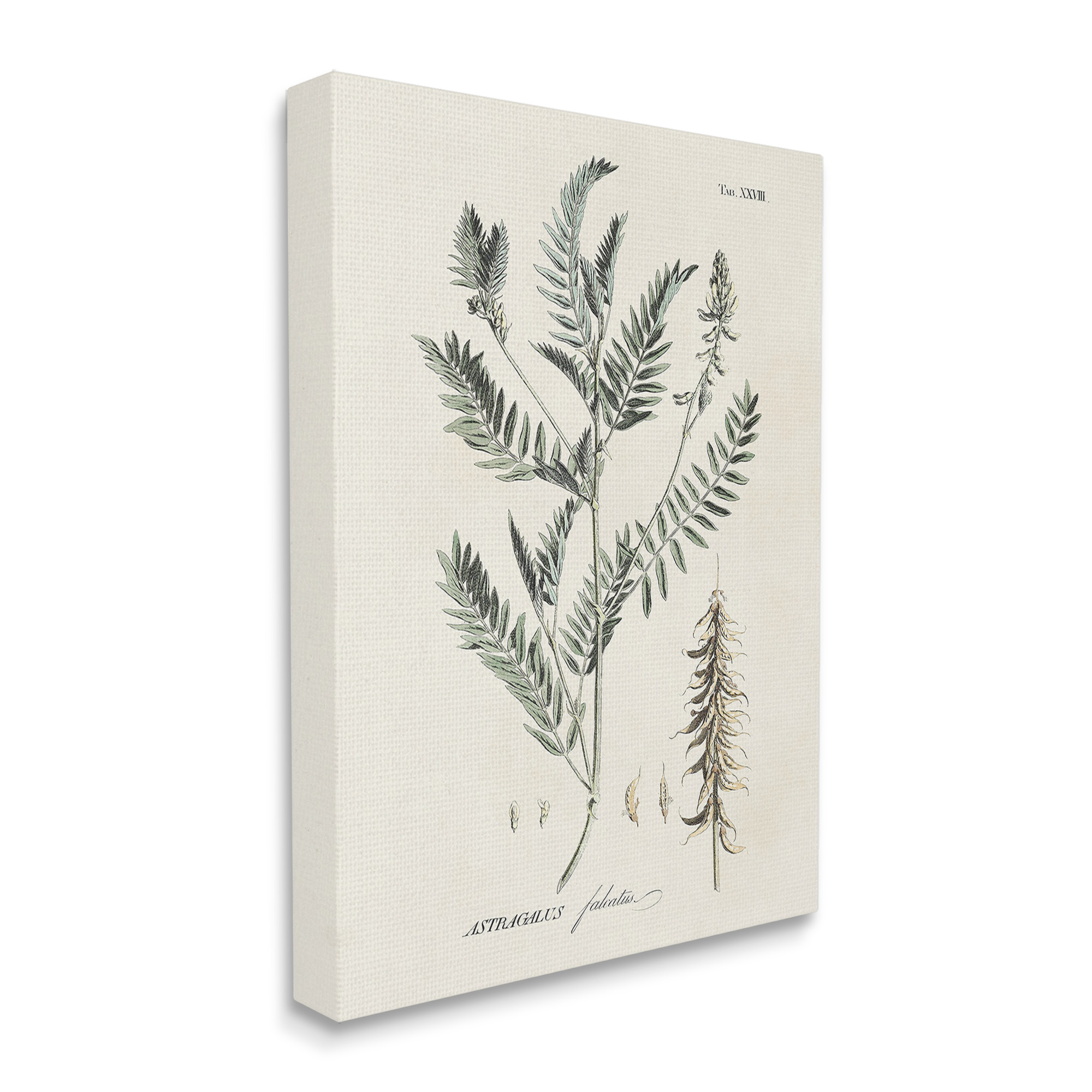 Stupell Industries Woodland Leaf Study Botanical & Floral Painting Gallery Wrapped Canvas Art Print Wall Art, 16 x 20
