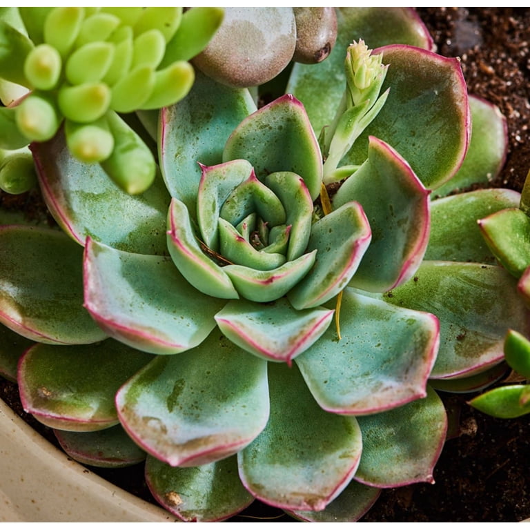 Echeveria Succulents Live Plants, Well Rooted, Live Echeveria Succulents, 4 Inch Pot