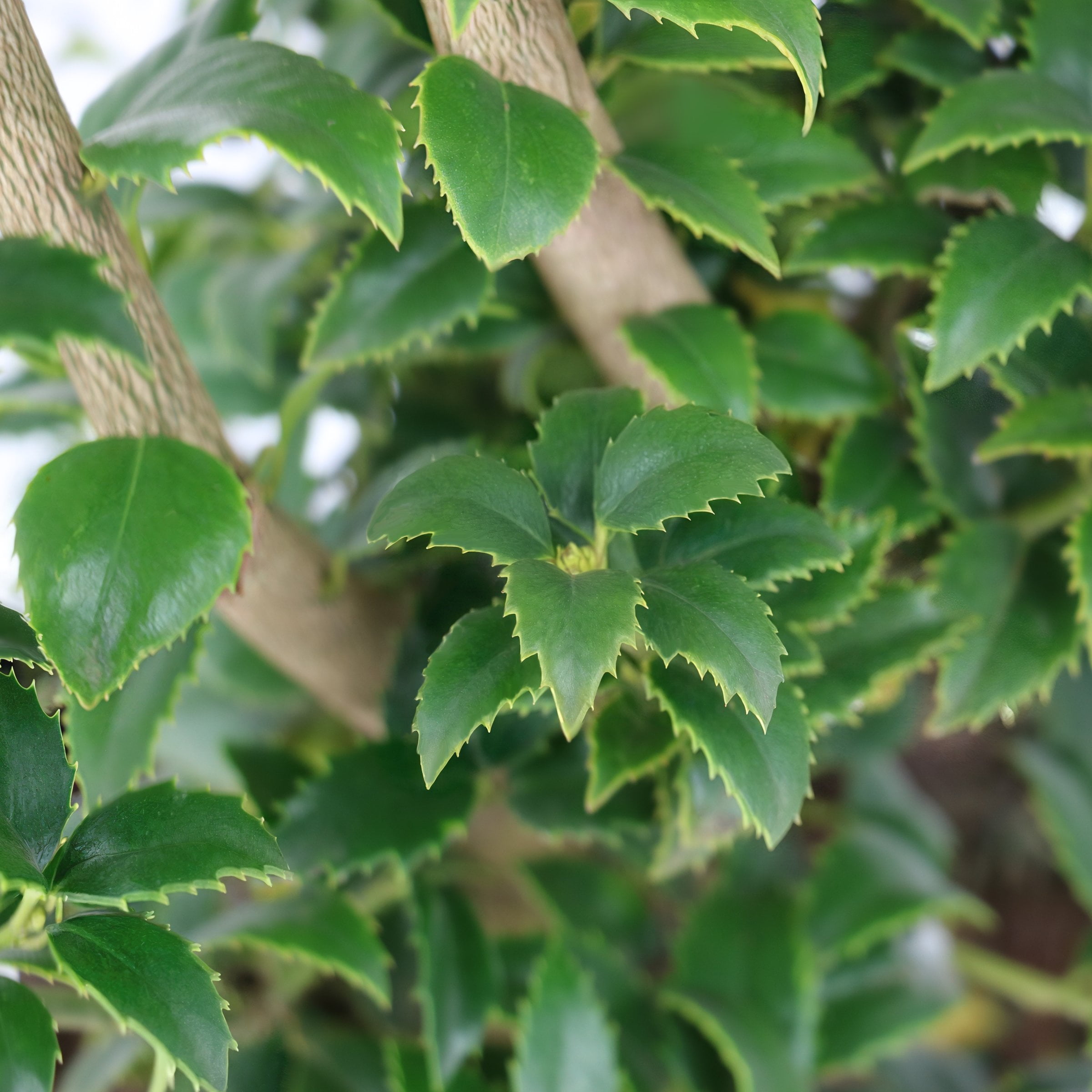 National Plant Network 3 gal. Ilex Miss Patricia Shrub