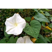 50 MOONFLOWER MORNING GLORY White Moon Flower Ipomoea Alba Flower Vine Seeds