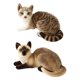 thumbnail image 1 of 2 piezas de juguetes de peluche de gato de simulación, muñecos de peluche, suministros de decoración, accesorios Gato y Gato gris Zulema Juguetes de peluche, 1 of 8