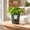 Green_Hot#285, variant on Self-Watering Root Control Planter, Removable Plastic Pot for Pothos, 5 Inch, 3 Colors