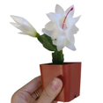 thumbnail image 3 of Christmas Cactus Thanksgiving Cactus, Winter Bloom Holiday Cactus - 2 inch, 3 of 5