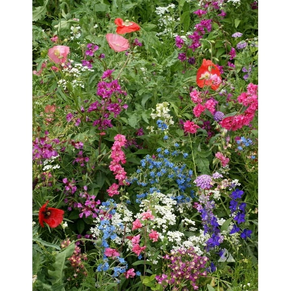 Mother Nature's Seeds 500 Mix Shades Wildflower Seeds, Non-GMO