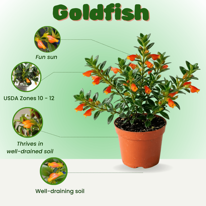 Orange Goldfish Plants Live 4-7" Tall in 4" Pot, Goldfish Plants Live Houseplants, Orange Flowering Trailing Plant for Indoor Planting