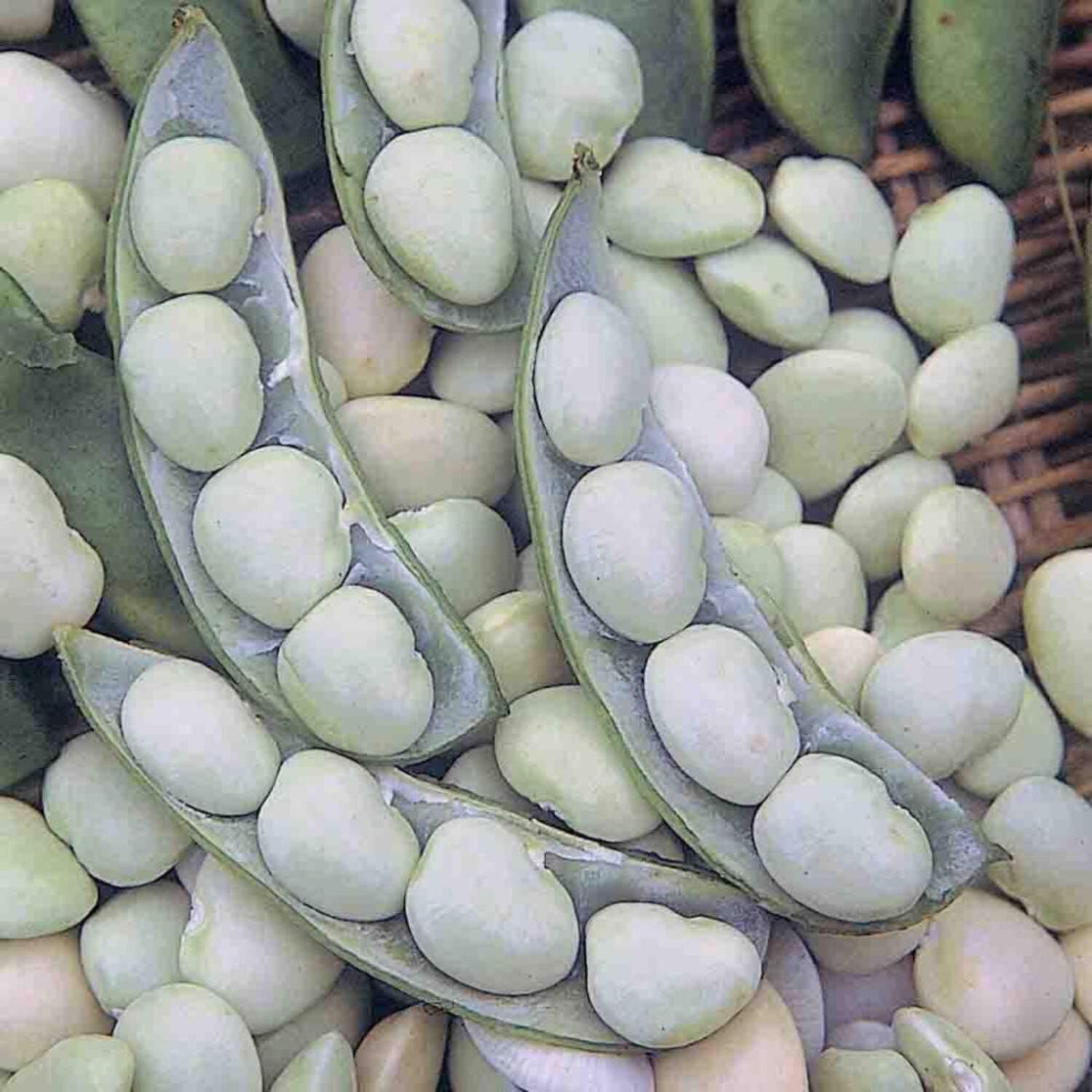 Ferry-Morse Online Edition Lima Bean Fordhook Bush Seed Bundle- 10 Pack