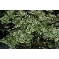 thumbnail image 5 of Ligustrum Sinense Variegated  3 Extra Large 3 Gallon Plants  Ligustrum sinense 'Variegata'  Stunning Foliage for Landscaping  Decorative Outdoor Shrub  Enhance Your Garden Aesthetics, 5 of 7