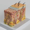 thumbnail image 3 of Anatomical Skin Model Human Skin Structure Anatomy Model Medical Teaching Aids for Diseases Study Medical Lecture Report, 3 of 7