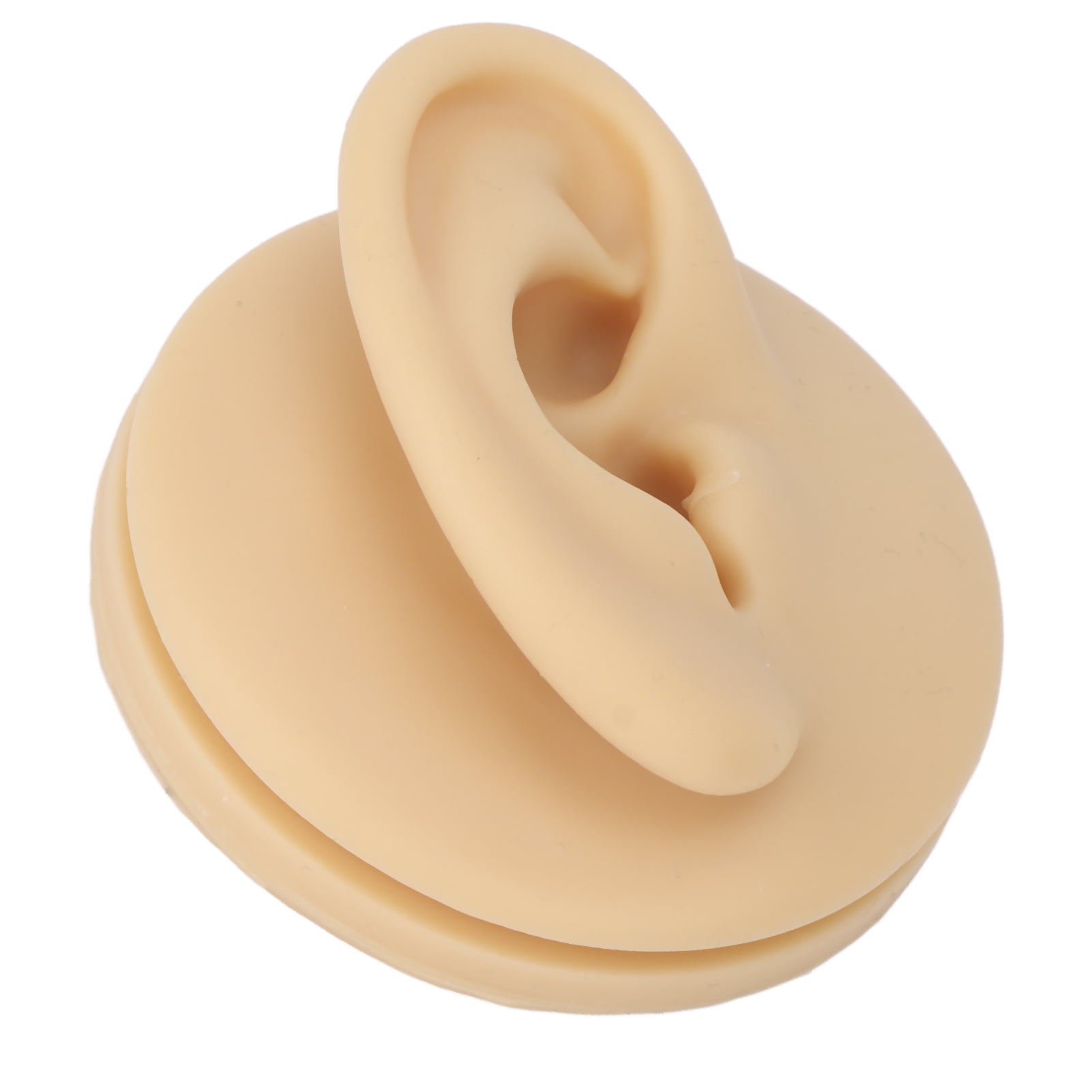 Right Ear Model Human Right Ear Model Lifelike Ear Model Human Ear