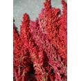 thumbnail image 2 of 100 Seeds Organic RED HEAD QUINOA Grain Chenopodium Pink Red Head White Seeds, 2 of 9