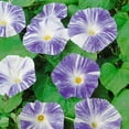 thumbnail image 2 of Outsidepride Morning Glory Flying Saucers - 500 Seeds, 2 of 2