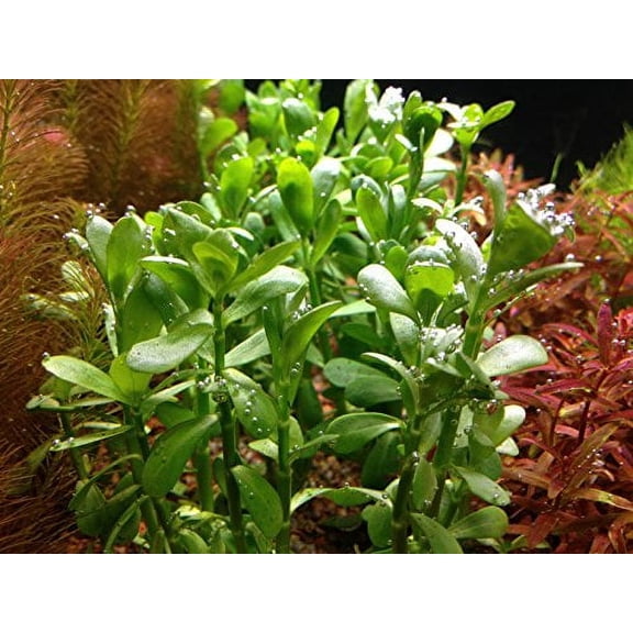 1 Moneywort Bunch - Aquarium Live Plant - 7-9 stems