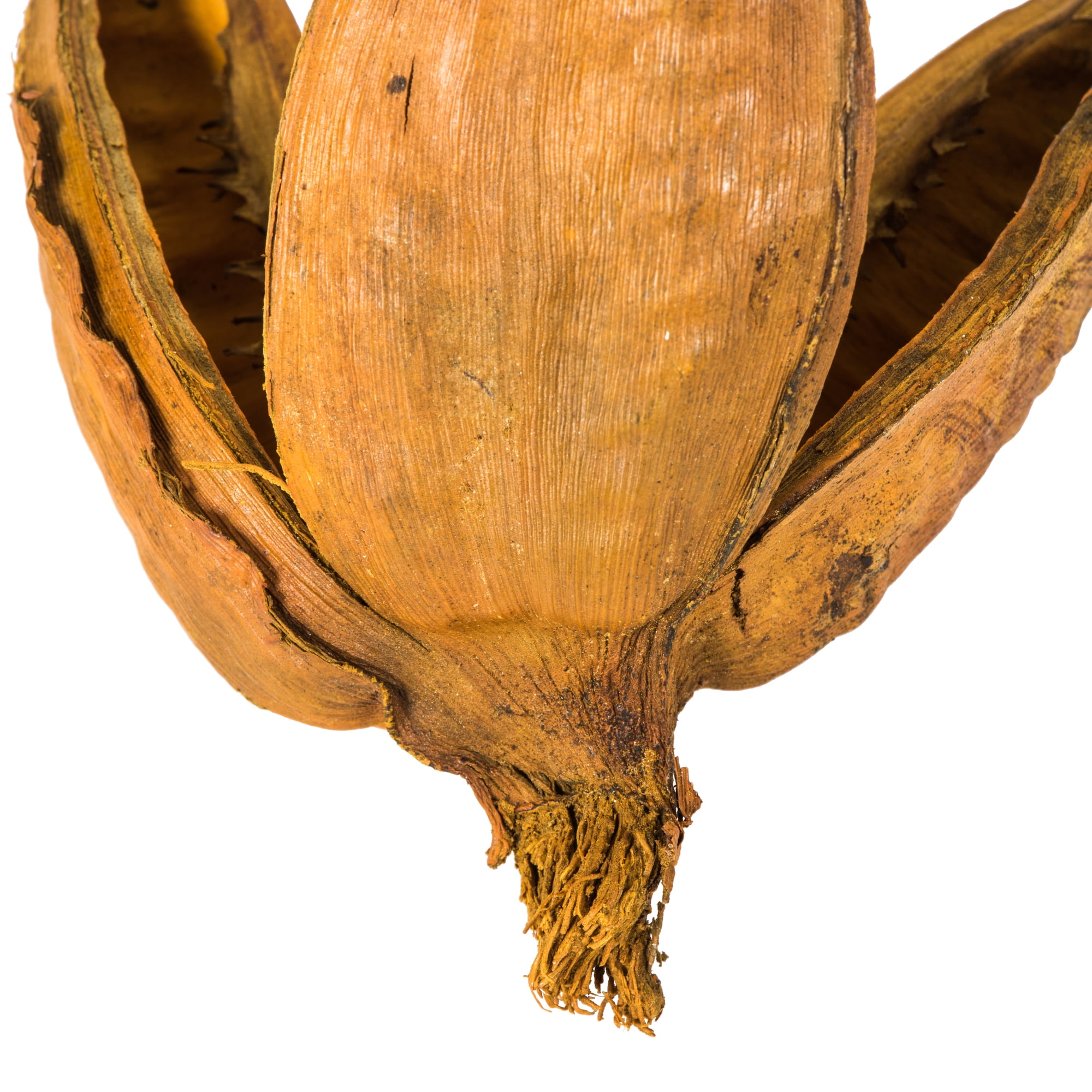 Vickerman 16" Aspen Gold Sora Pod attached to a Wood Stem.  Includes 5 Stems per Pack, Dried