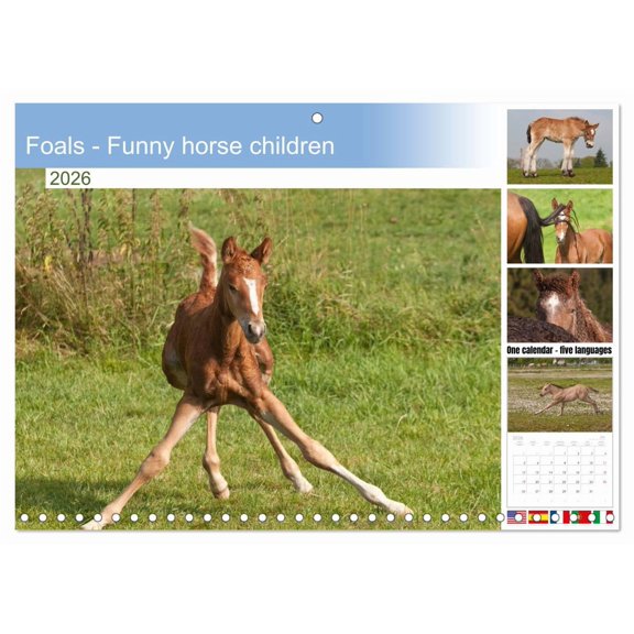 Foals - Funny horse children (Monthly Wall Calendar 2026 11.7 x 16.5 (open)), CALVENDO 14 Month Calendar
