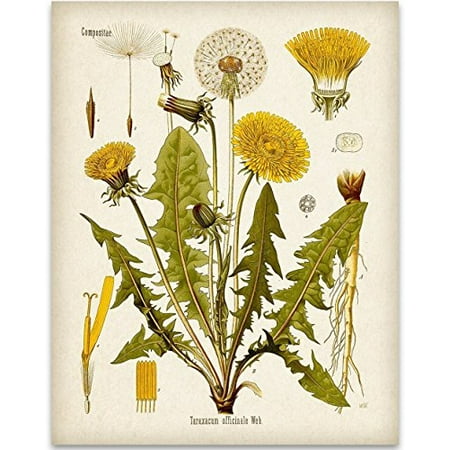 Gifts And Home Decor Dandelion Botanical Illustration - 11x14 Unframed Art Print - Great Home Decor and Gift for Nature Lovers ()