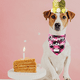 thumbnail image 5 of Sombrero de fiesta de cumpleaños con forma de perro y corona para niñas, reutilizable, con forma de gato y gatito, con figuras del 0 al 9, 5 of 5